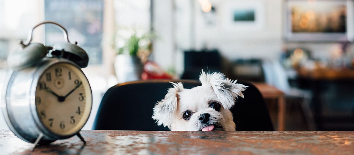 Cute small dog peeking over table with old-fashioned alarm clock