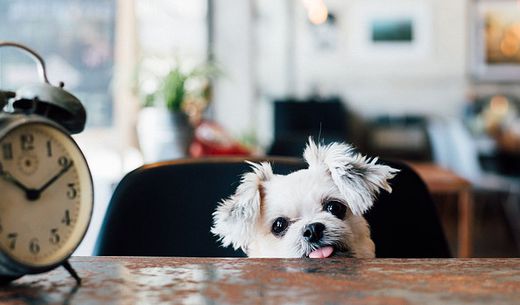 Cute small dog peeking over table with old-fashioned alarm clock