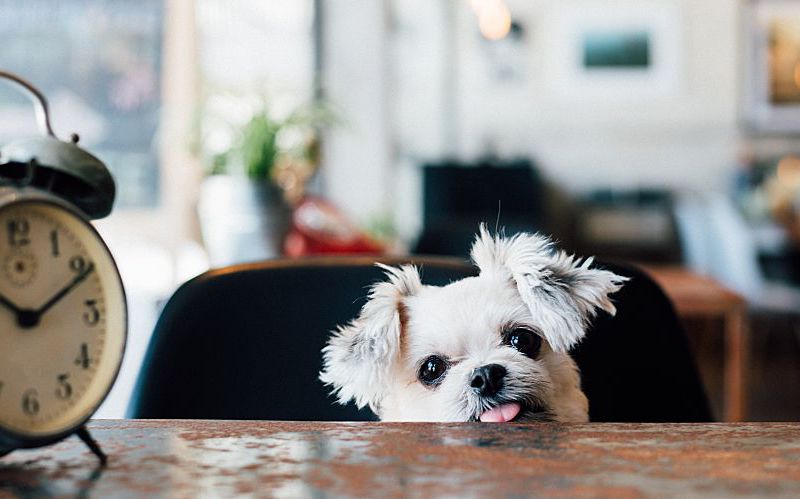 Cute small dog peeking over table with old-fashioned alarm clock