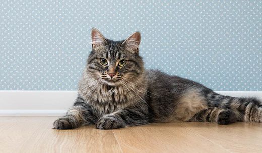 Large cat lying on a wooden floor looking at the camera.