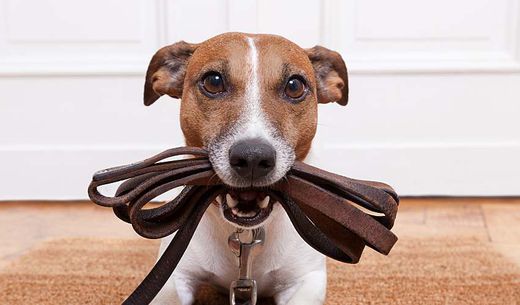 Dog holding leash in his month looking at the camera.