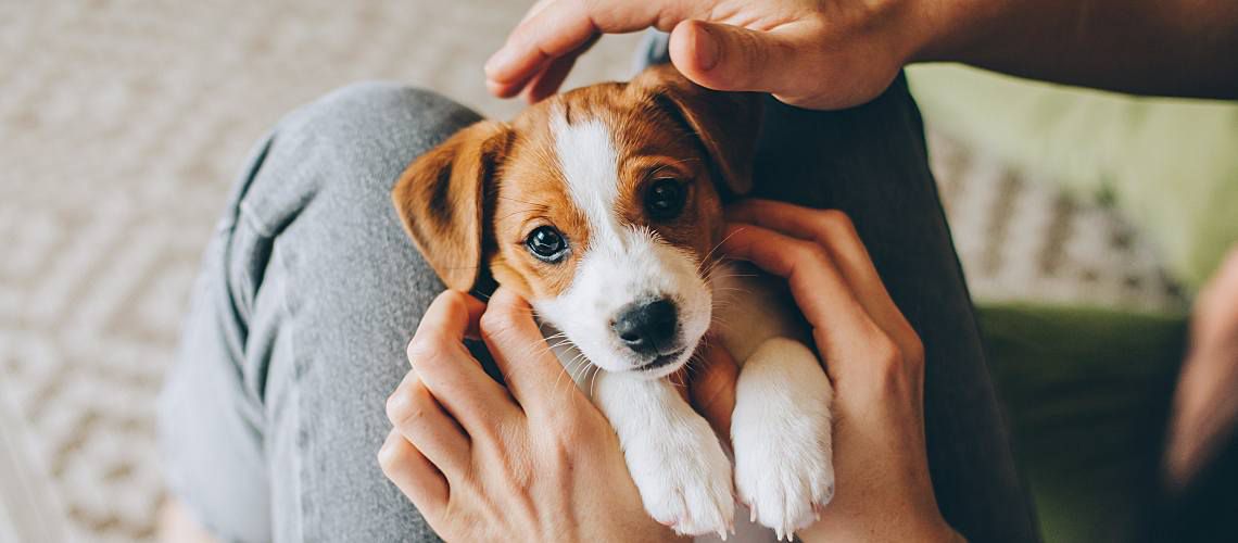 Young jack russell puppy.