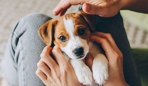 Young jack russell puppy.