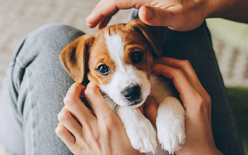 Young jack russell puppy.