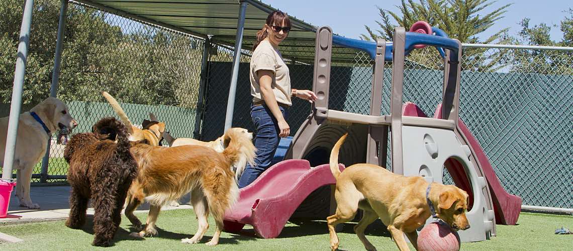 A staff member oversees dogs playing at daycare.