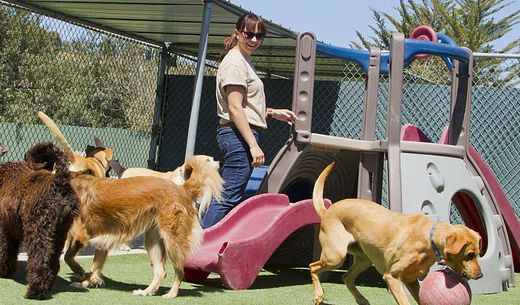 A staff member oversees dogs playing at daycare.