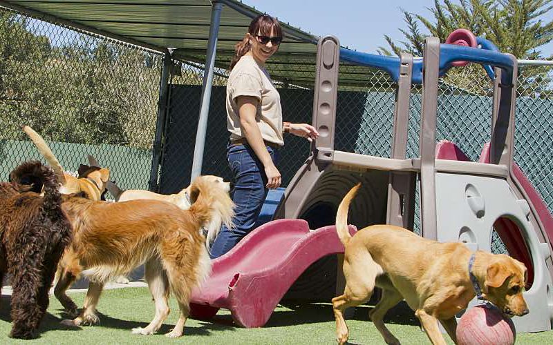 A staff member oversees dogs playing at daycare.