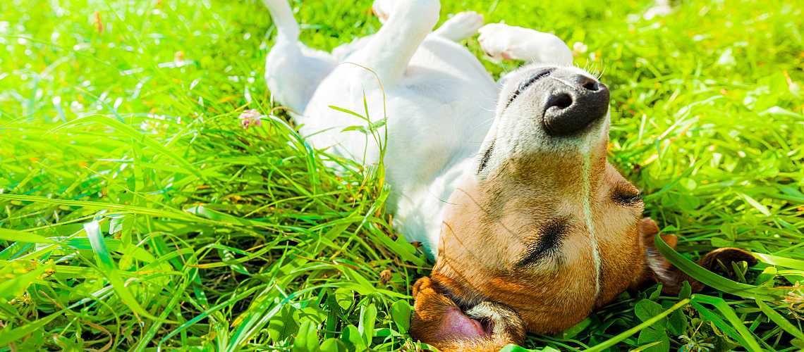 Jack Russell Terrier laying on back on grass.