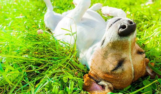 Jack Russell Terrier laying on back on grass.