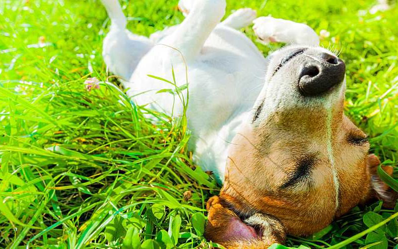 Jack Russell Terrier laying on back on grass.