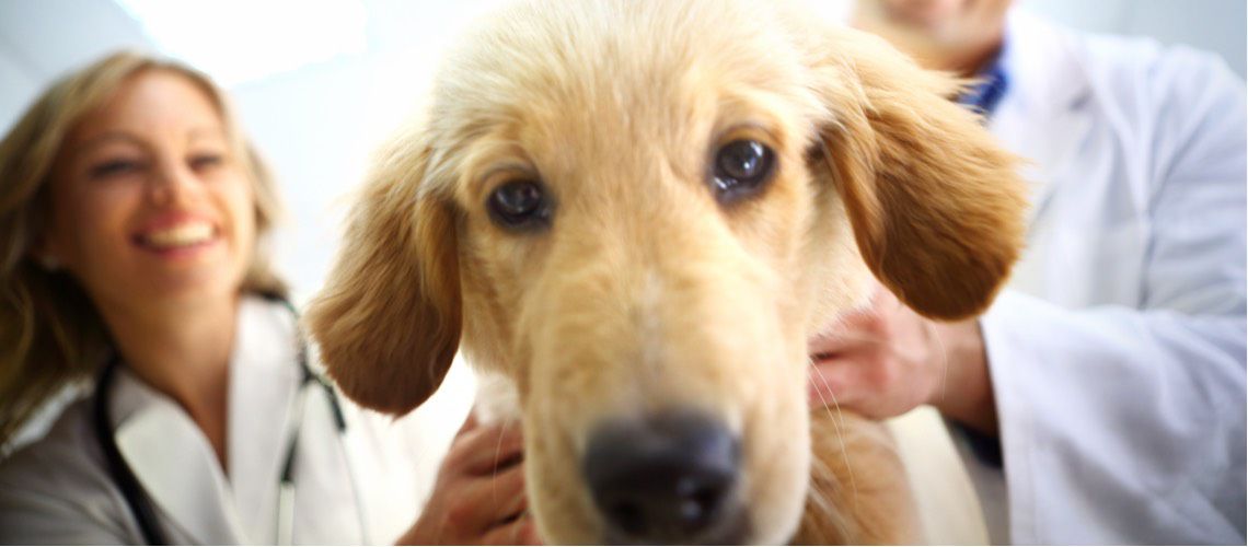 Two veterinarians holding a golden retriever in a veterinary exam room.