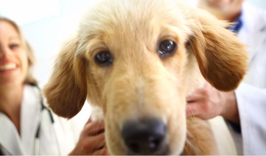 Two veterinarians holding a golden retriever in a veterinary exam room.