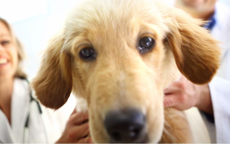 Two veterinarians holding a golden retriever in a veterinary exam room.