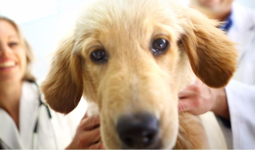 Two veterinarians holding a golden retriever in a veterinary exam room.