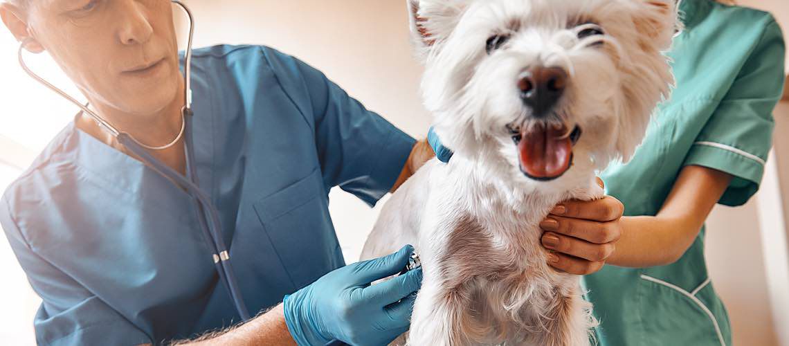 Two veterinarians examine a fluffy, white dog