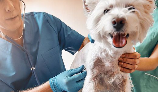 Two veterinarians examine a fluffy, white dog