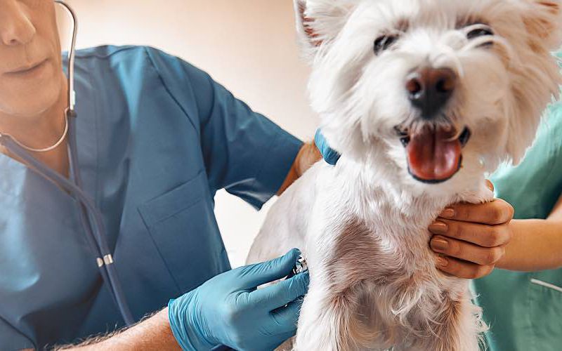 Two veterinarians examine a fluffy, white dog