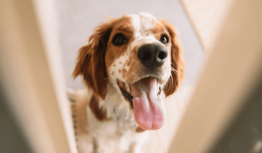 Dog in the door.