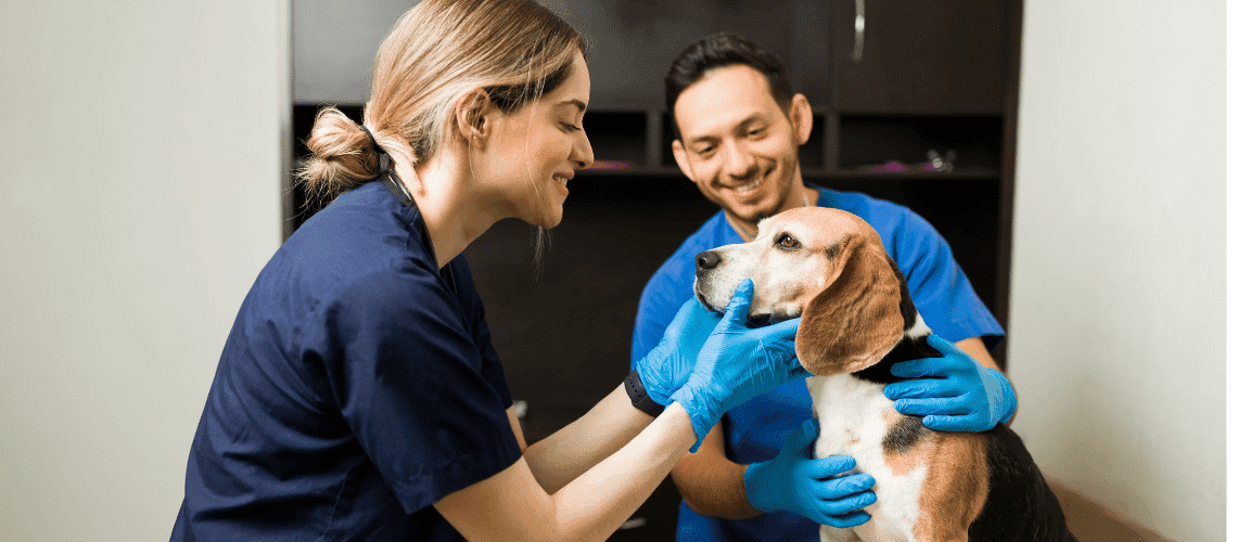 Veterinarian examining a beagle.