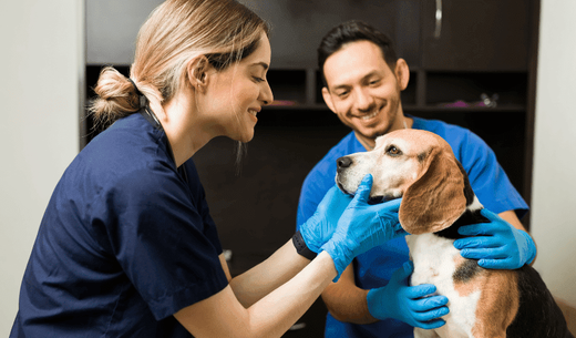Veterinarian examining a beagle.