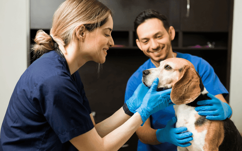 Veterinarian examining a beagle.