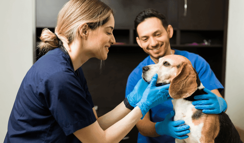 Veterinarian examining a beagle.
