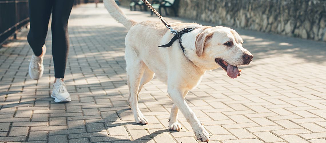 Yellow lab on a walk with owner.