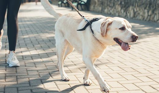 Yellow lab on a walk with owner.