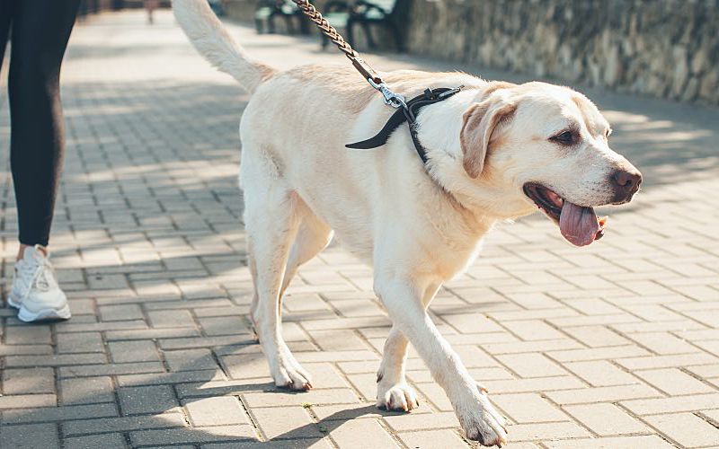 Yellow lab on a walk with owner.