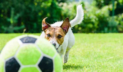 Jack Russell Terrier jumping toward a soccer ball in mid-air with a goal net in the background