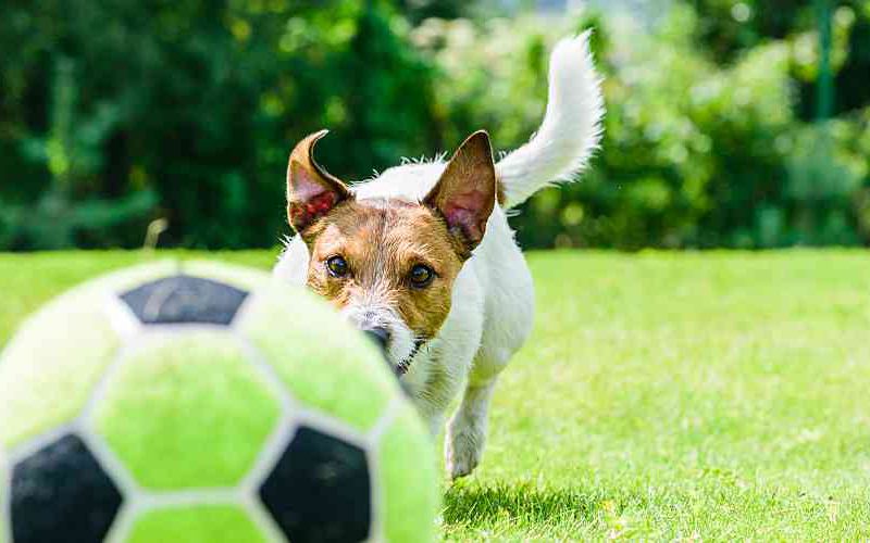 Jack Russell Terrier jumping toward a soccer ball in mid-air with a goal net in the background
