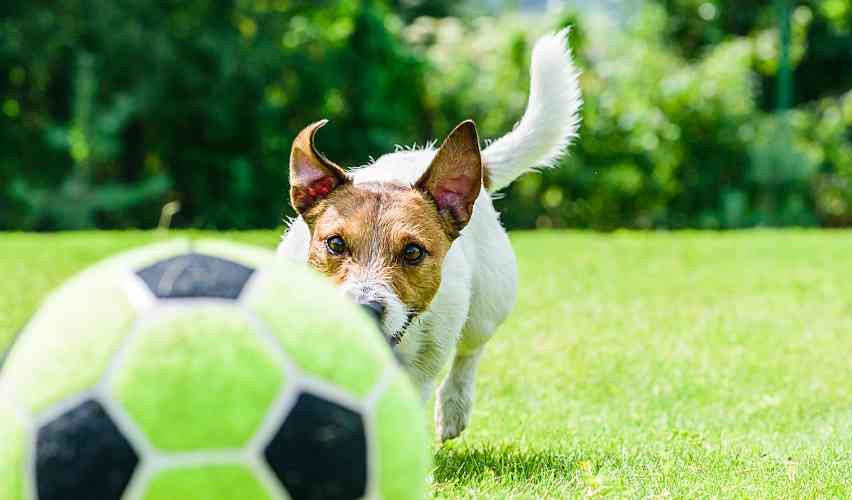 Jack Russell Terrier jumping toward a soccer ball in mid-air with a goal net in the background
