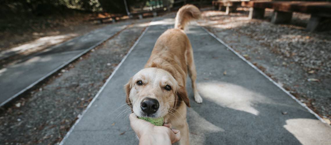 Young dog with a ball in his mouth.