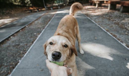 Young dog with a ball in his mouth.