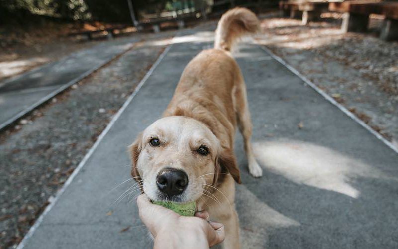 Young dog with a ball in his mouth.