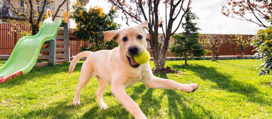 Dog with ball running in backyard.