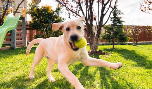 Dog with ball running in backyard.