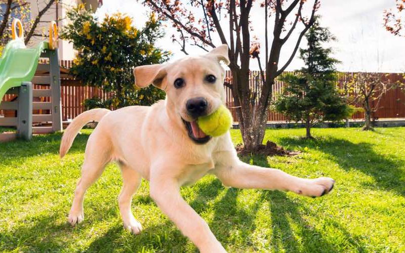 Dog with ball running in backyard.