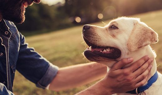 Man with yellow labrador.