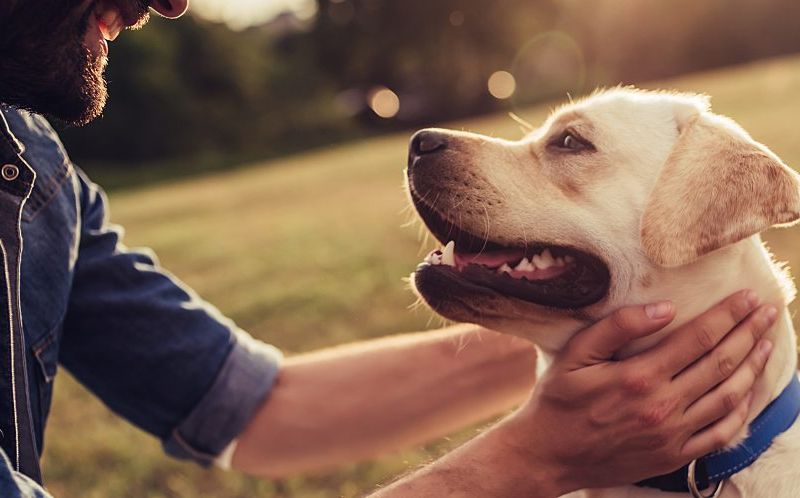 Man with yellow labrador.