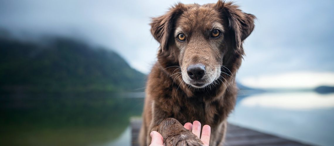 Senior dog giving her paw to the owner.