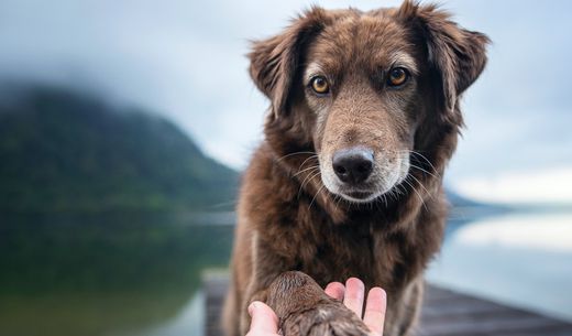 Senior dog giving her paw to the owner.