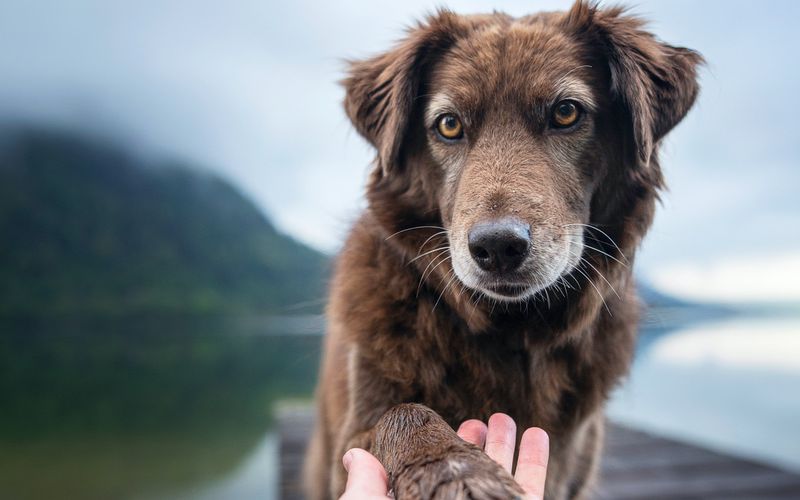 Senior dog giving her paw to the owner.