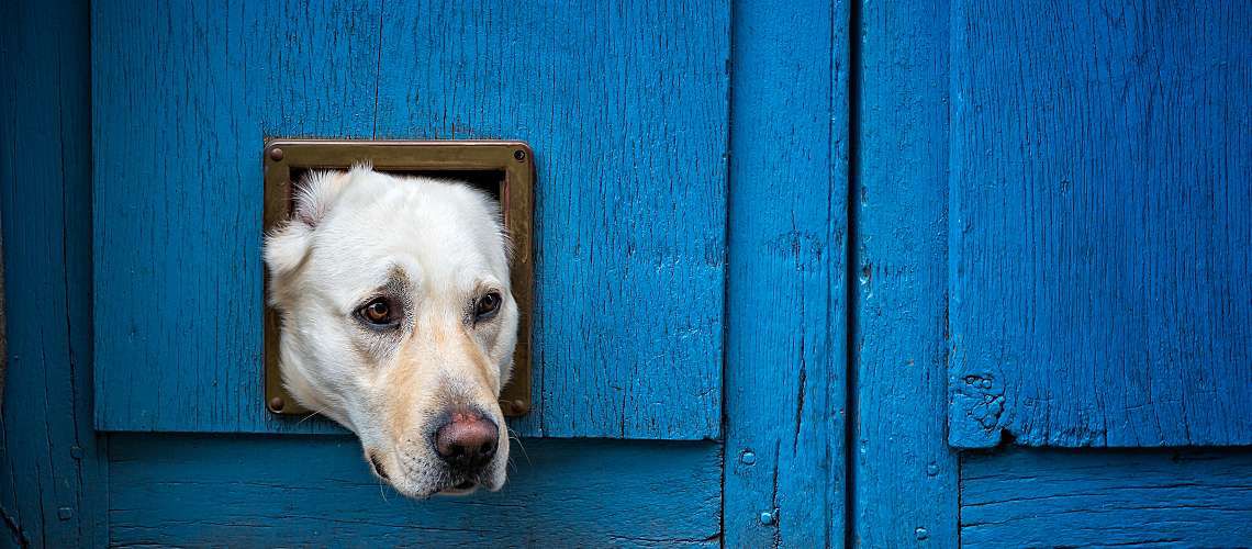 Yellow Labrador trying to squeeze through a cat door