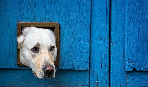 Yellow Labrador trying to squeeze through a cat door