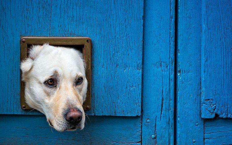 Yellow Labrador trying to squeeze through a cat door