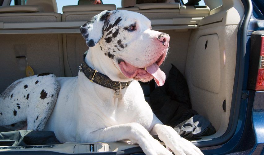 Large dog sitting in back of car.