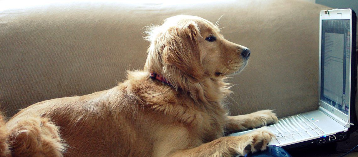 Golden retriever on couch looking at laptop.