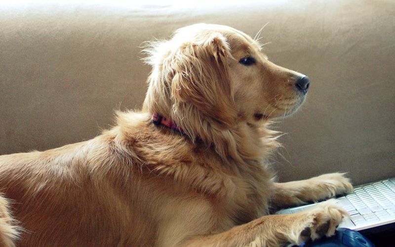 Golden retriever on couch looking at laptop.