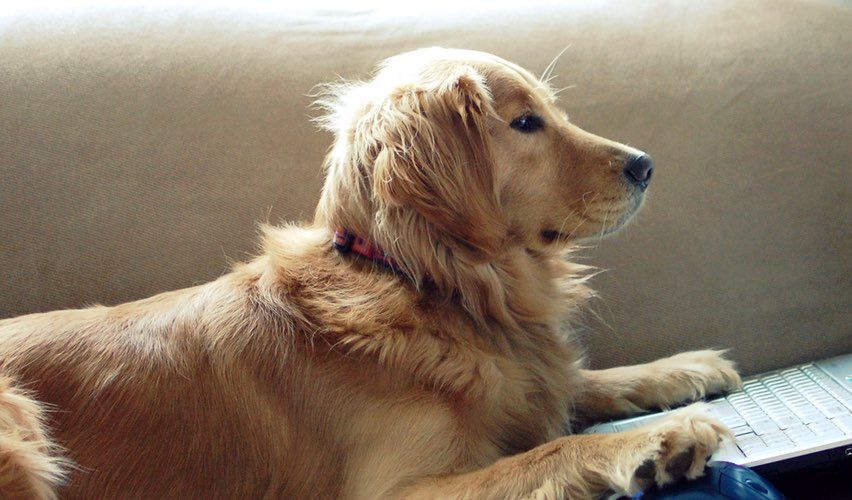 Golden retriever on couch looking at laptop.